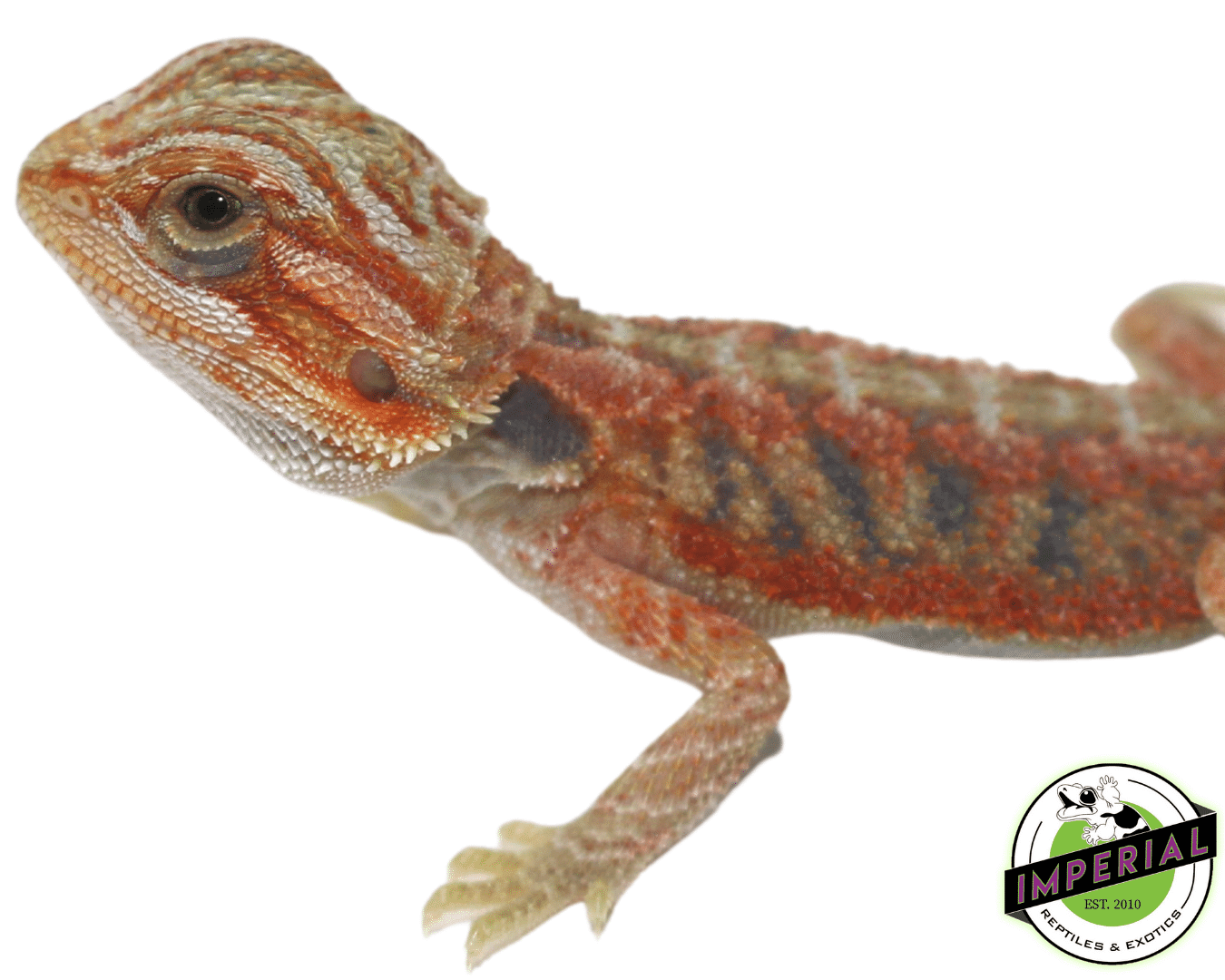 Translucent Bearded Dragon Baby — image 3