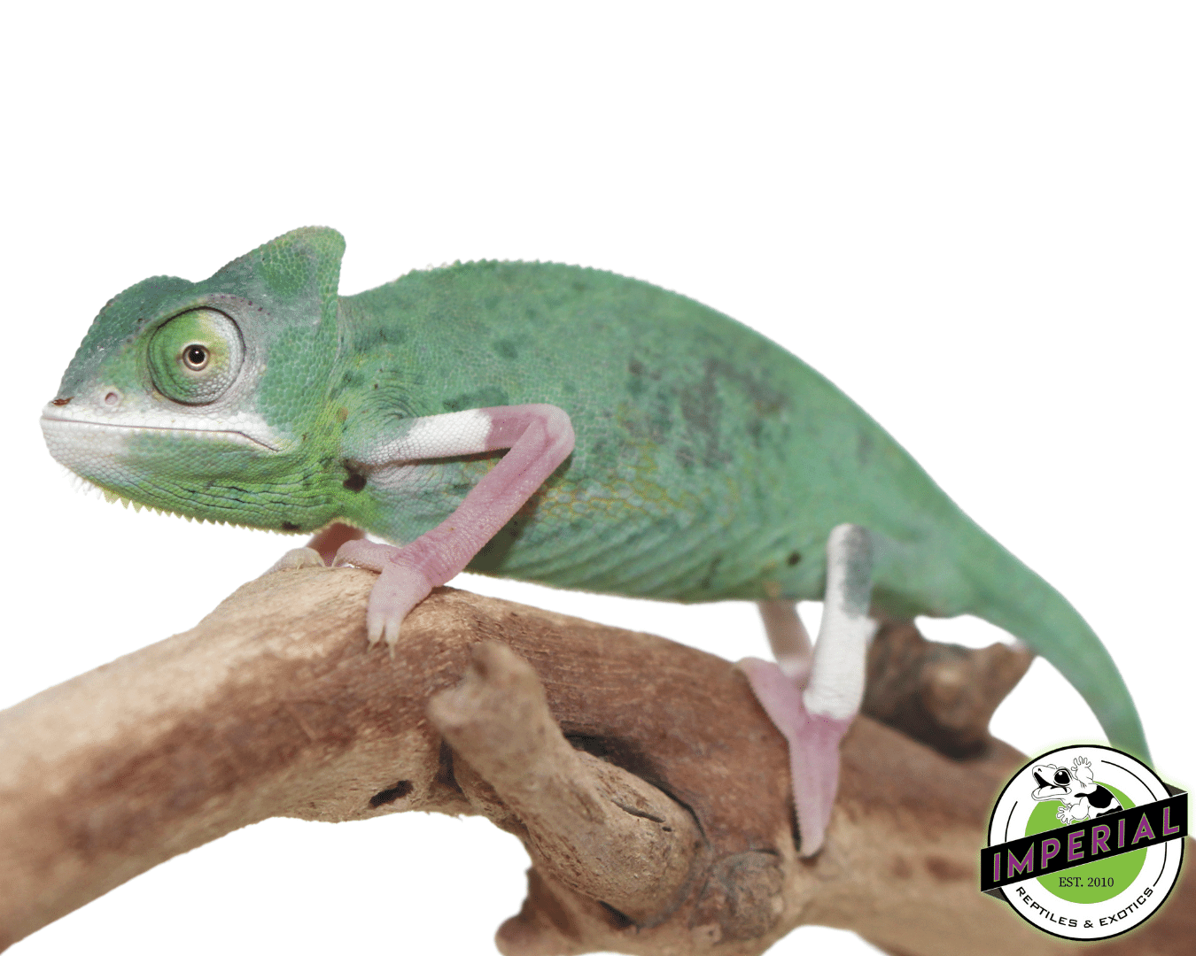 Translucent Veiled Chameleon High Expression