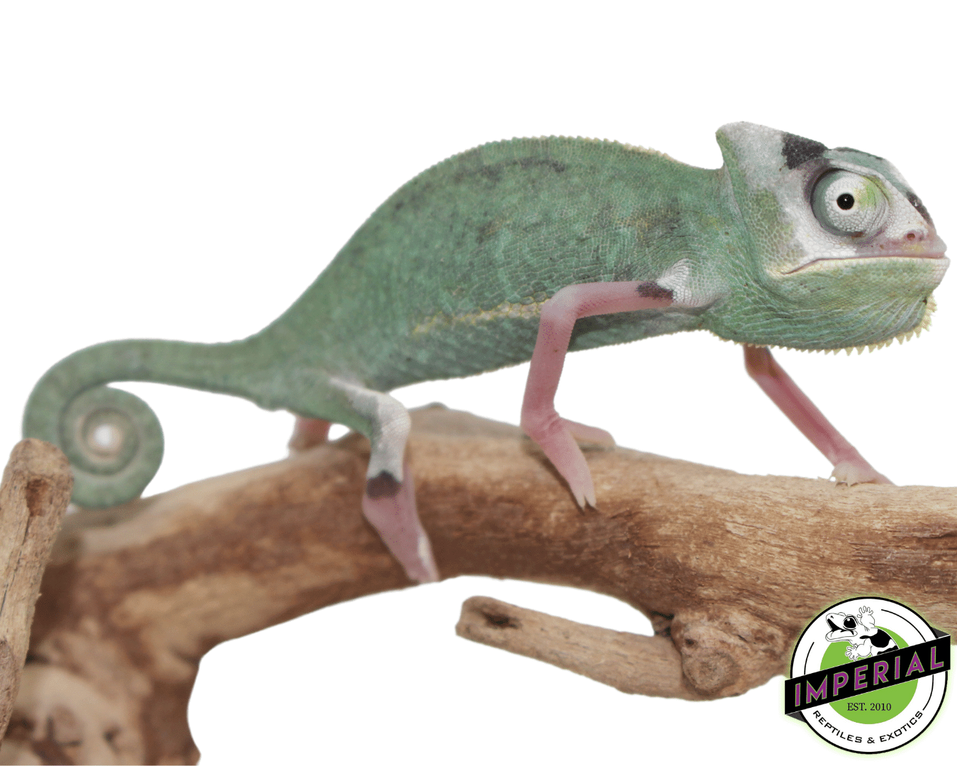 Translucent Veiled Chameleon High Expression — image 2