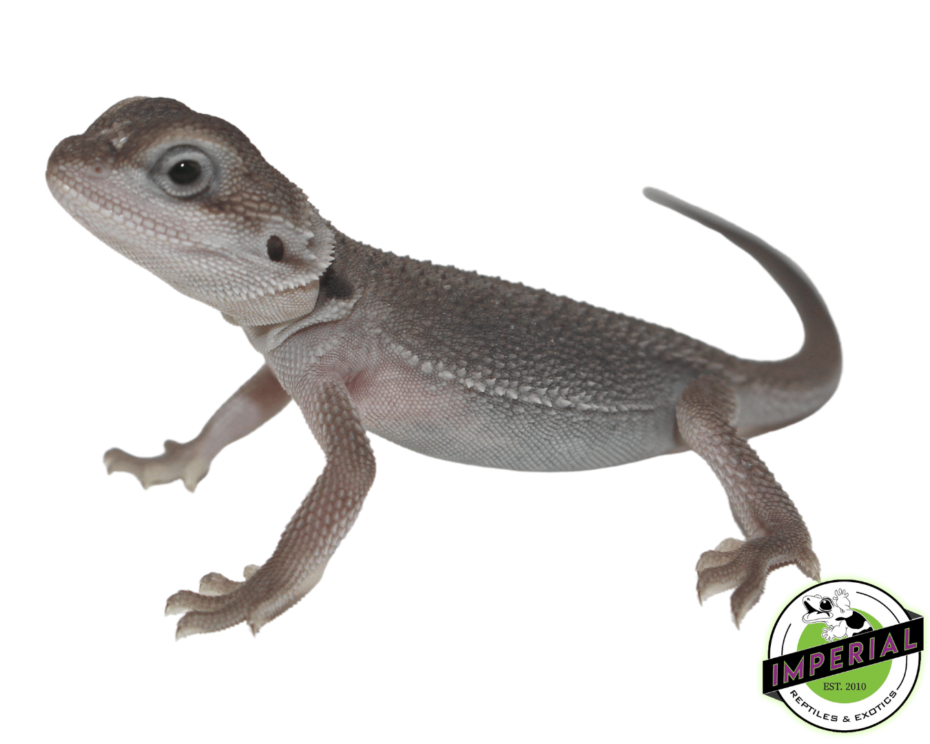 Translucent Zero Bearded Dragon Baby