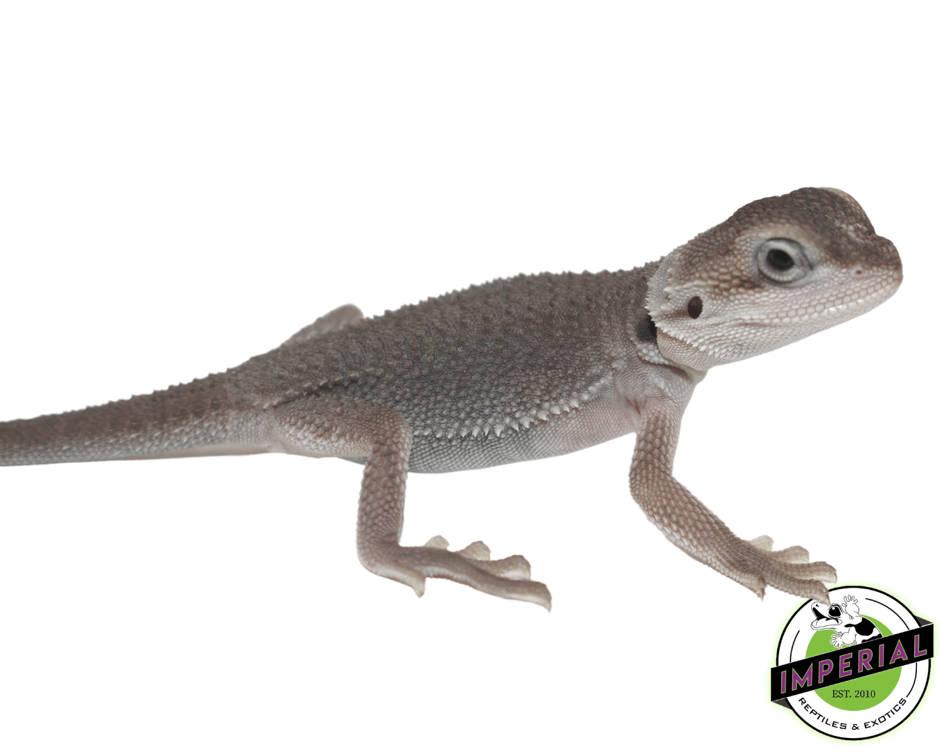Translucent Zero Bearded Dragon Baby — image 2