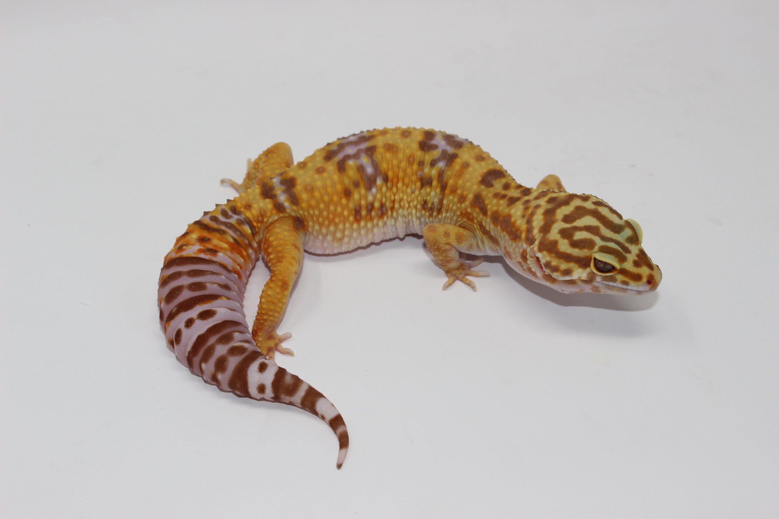 Tremper Albino Giant Leopard Gecko Young Adult  Female — image 3