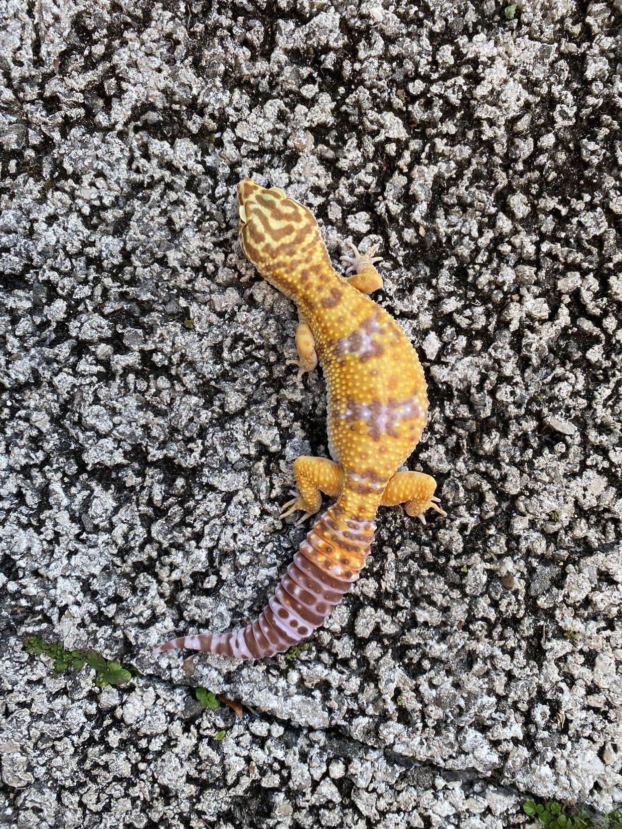 Tremper Albino Giant Leopard Gecko Young Adult  Female — image 2