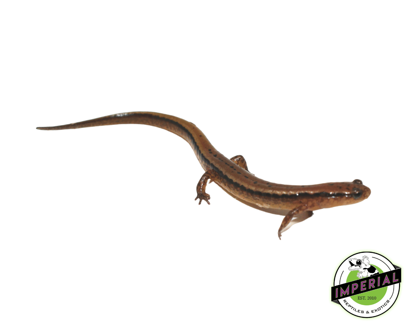 Two Lined Salamander — image 2