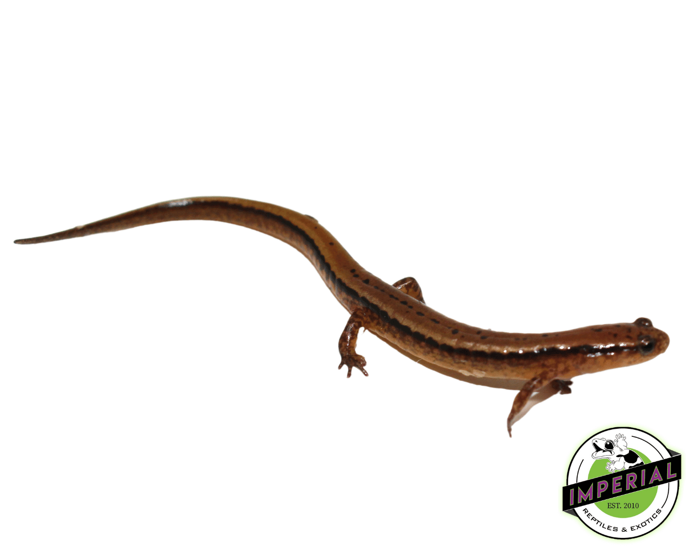 Two Lined Salamander