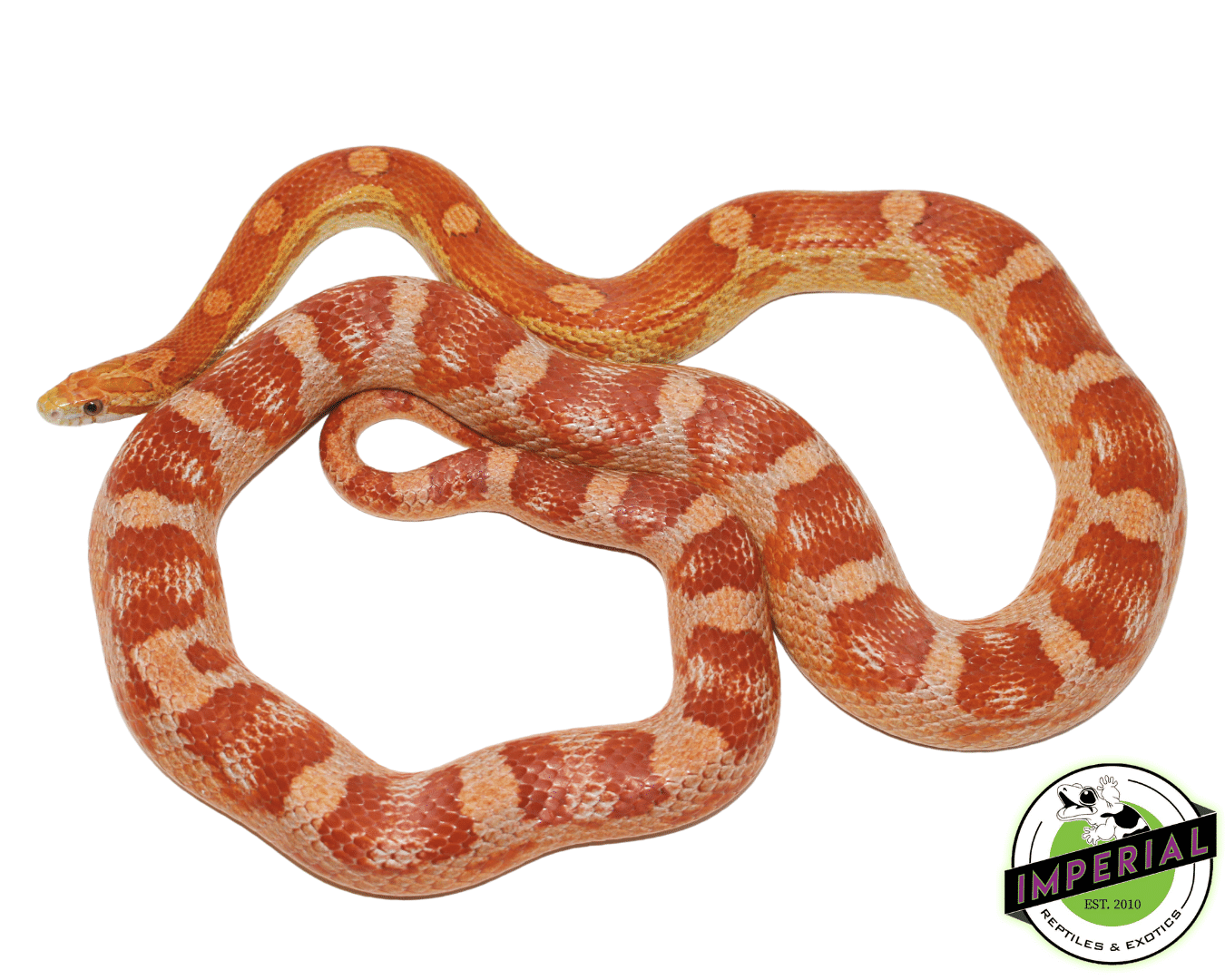 Ultra Het Albino Adult Corn Snake — image 2