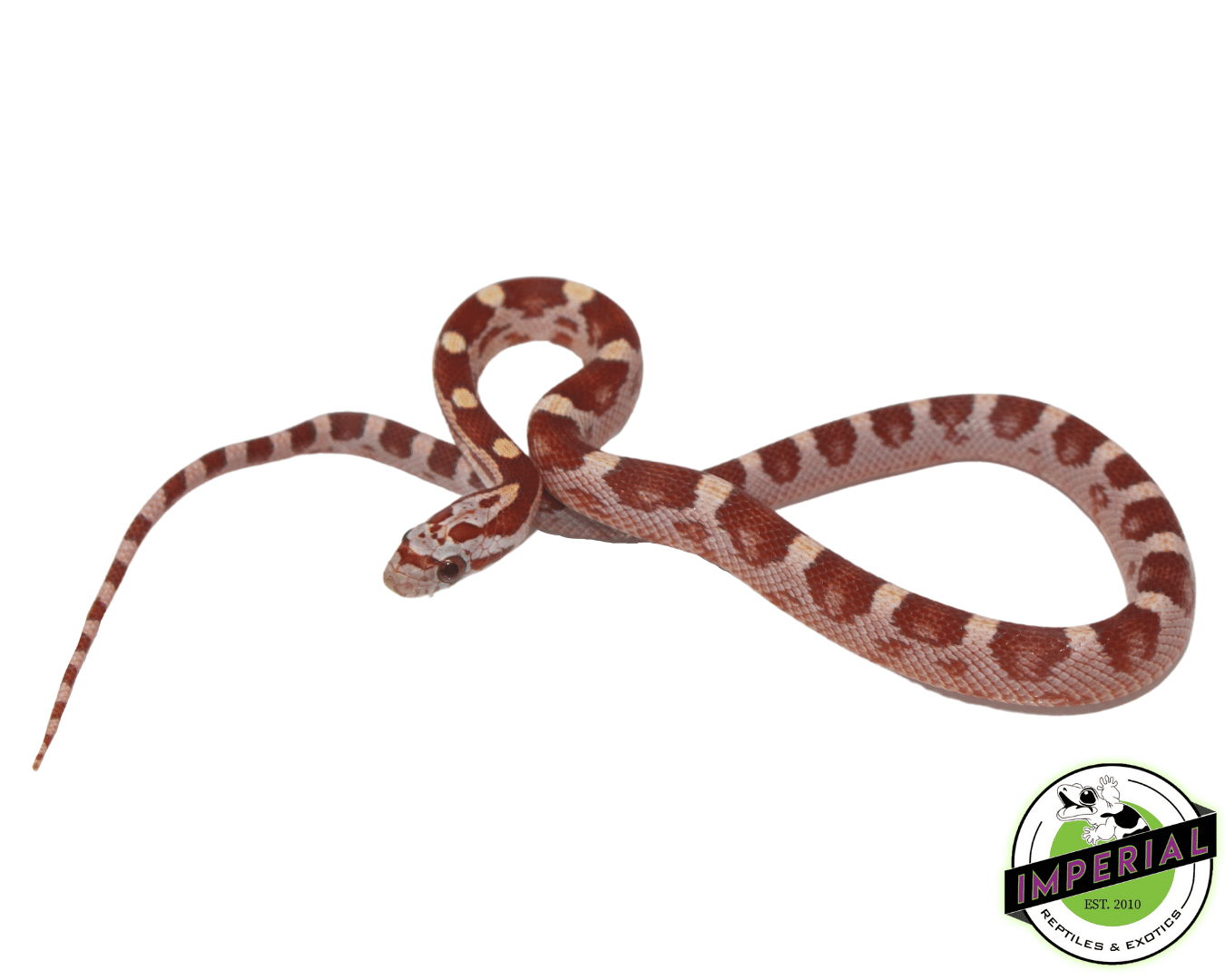Ultra Hypo Corn Snake Male