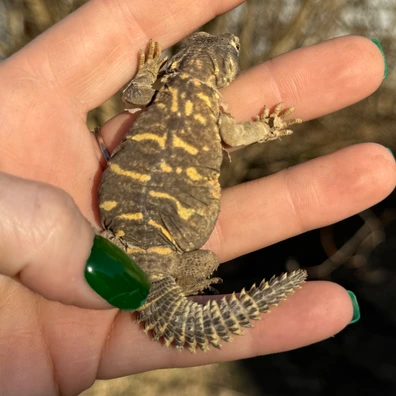 Uromastyx Aegyptia
