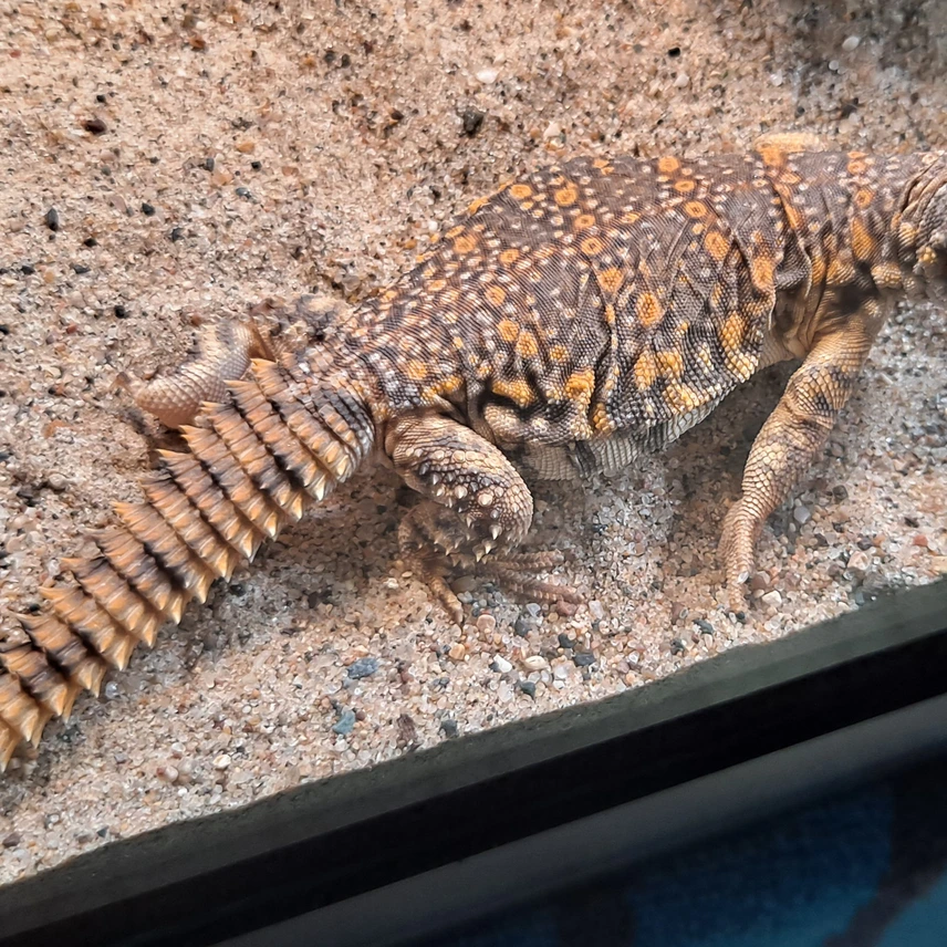 Uromastyx Geyri Juvenile (Hatched 9/2025) — image 2