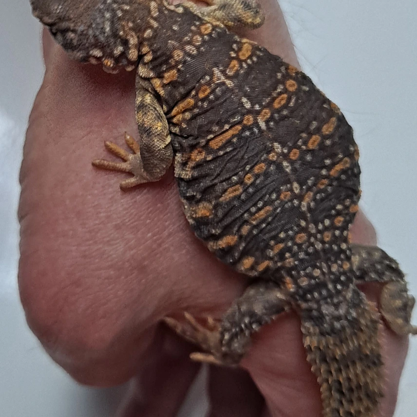 Uromastyx Geyri Juveniles (Captive Bred) — image 2