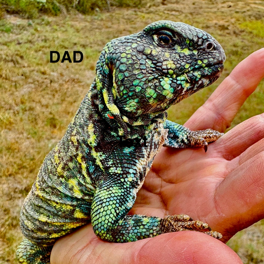 Uromastyx Ornata — image 2