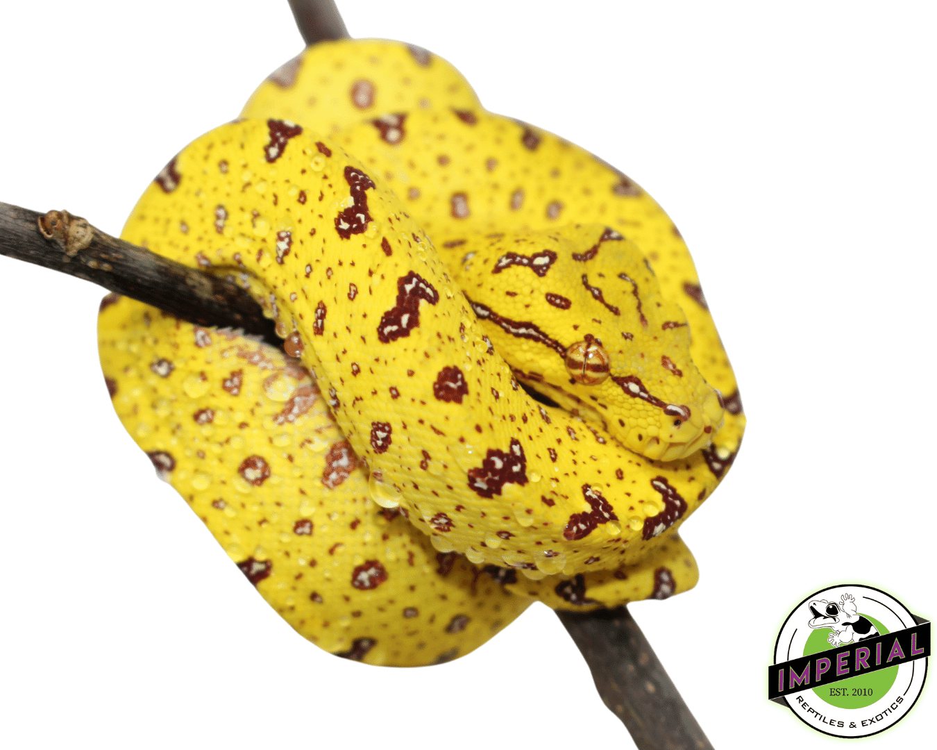 USCB “Sorong/Merauke x Biak” Designer Green Tree Python — image 2