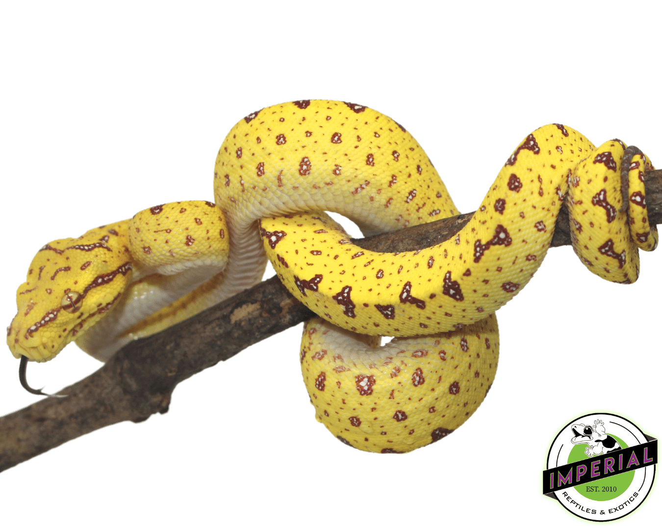 USCB “Sorong/Merauke x Biak” Designer Green Tree Python — image 3