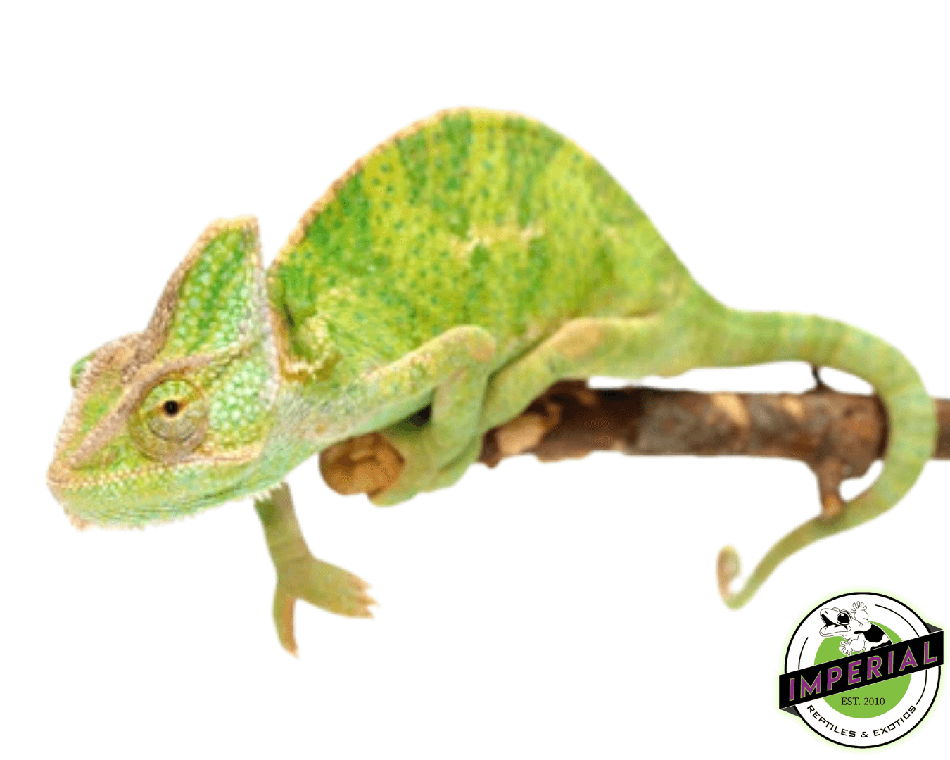 Veiled Chameleon