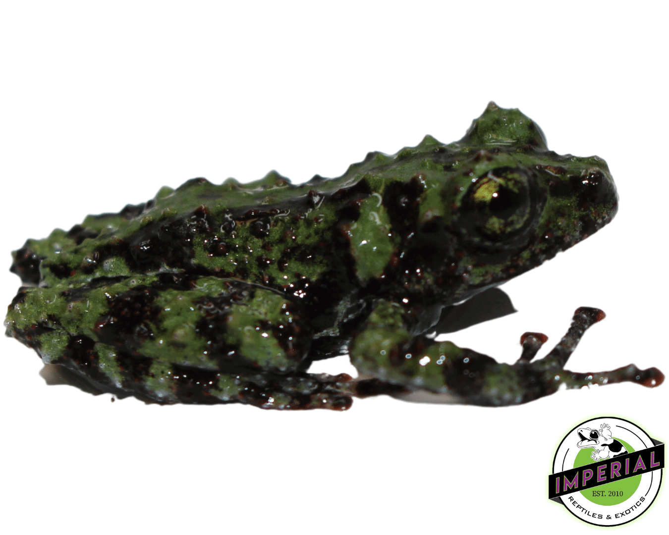 Vietnamese Mossy Frog Baby — image 2