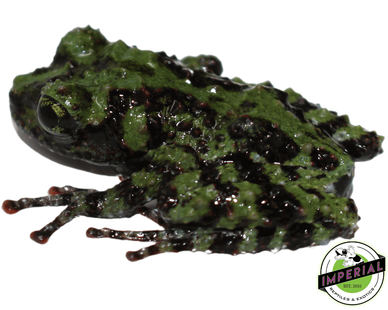 Vietnamese Mossy Frog Baby