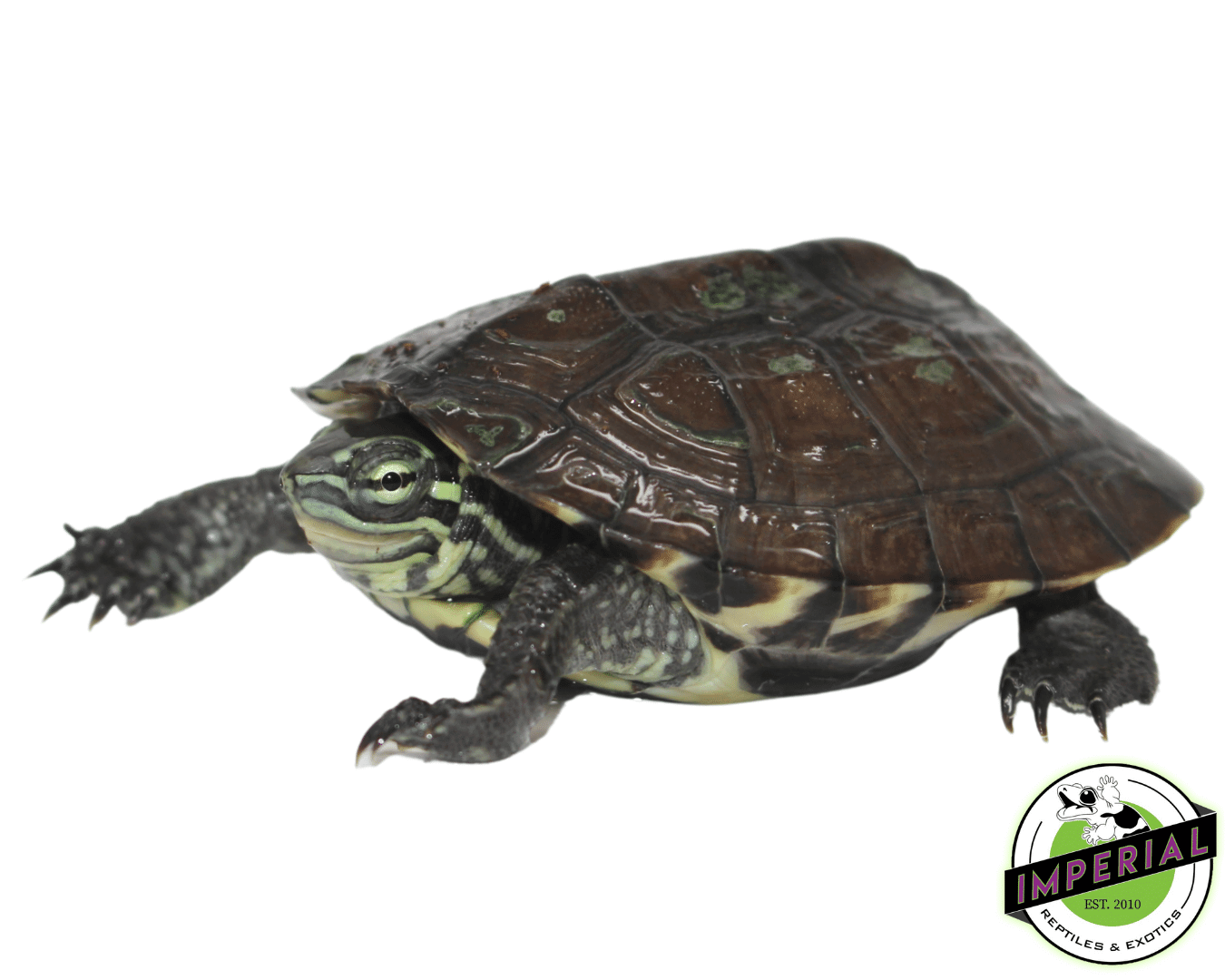 Vietnamese Pond Turtle