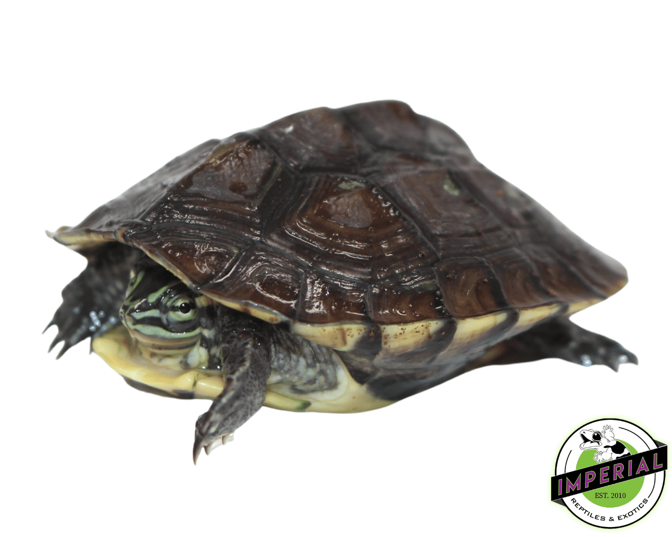 Vietnamese Pond Turtle — image 3