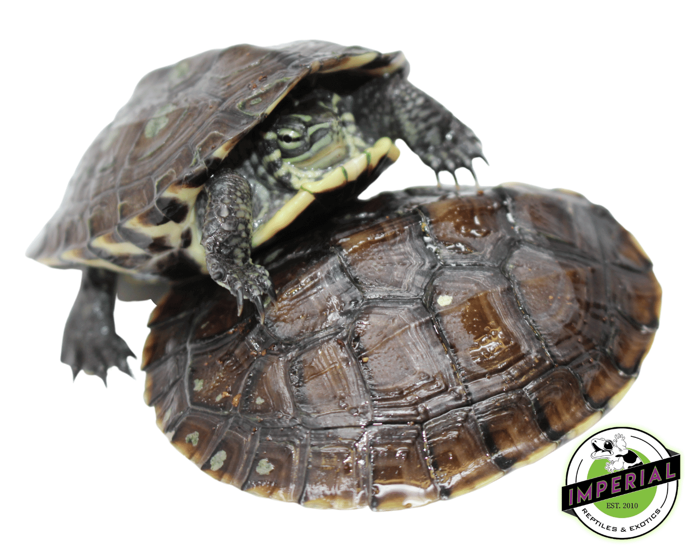 Vietnamese Pond Turtle — image 2