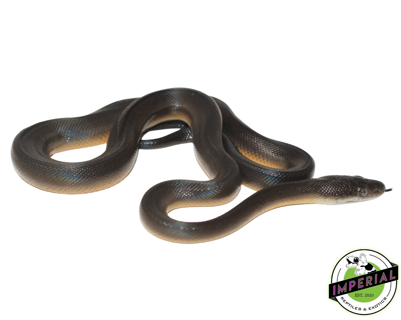 Water Python Baby