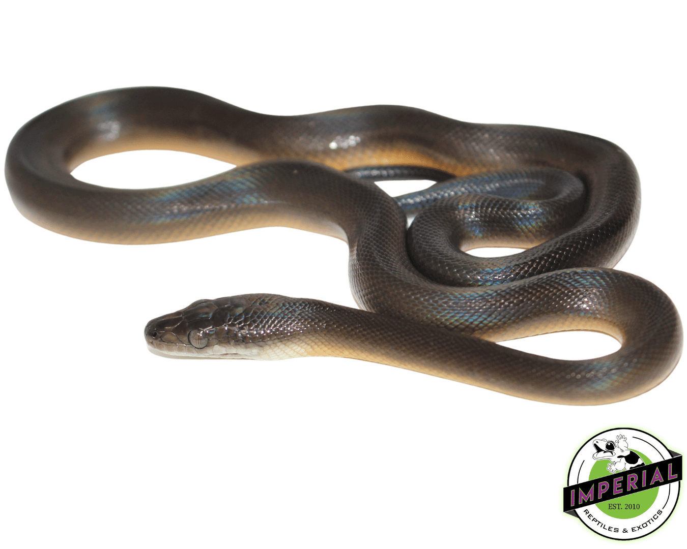 Water Python Baby — image 2