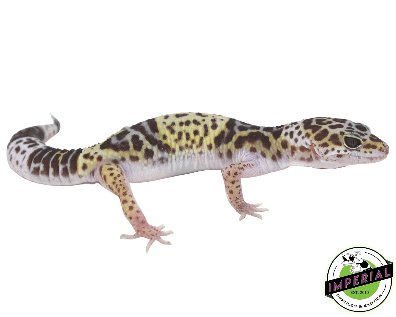 West Indian Leopard Gecko Baby — image 3