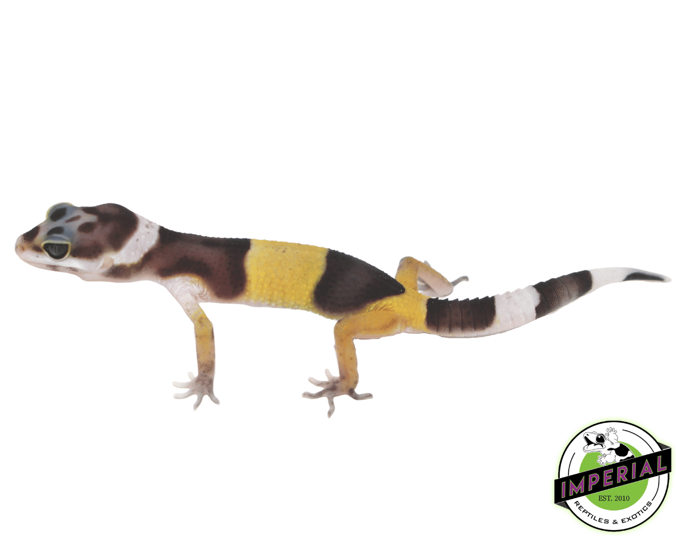 West Indian Leopard Gecko Baby — image 2