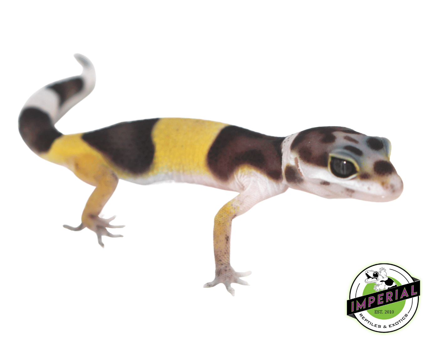 West Indian Leopard Gecko Baby