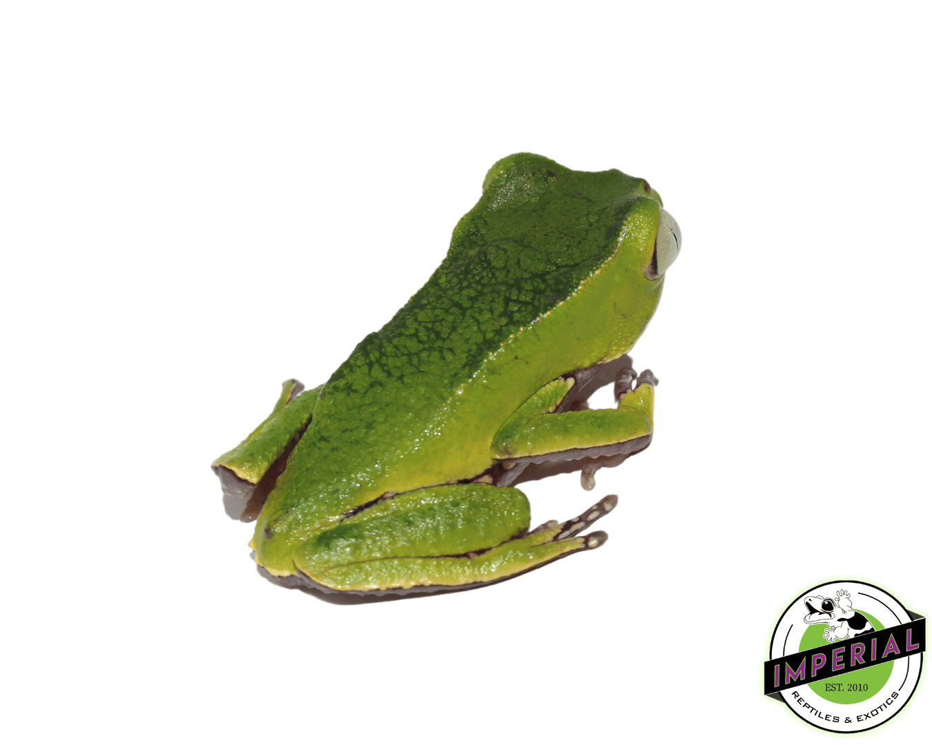 White Lined Waxy Monkey Tree Frog — image 2