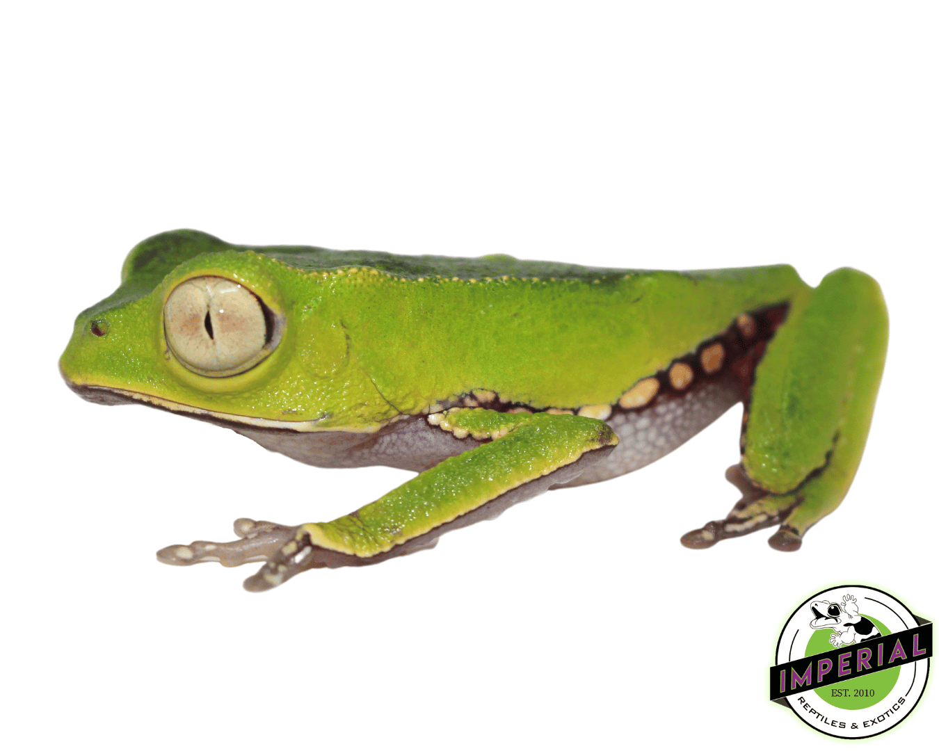 White Lined Waxy Monkey Tree Frog