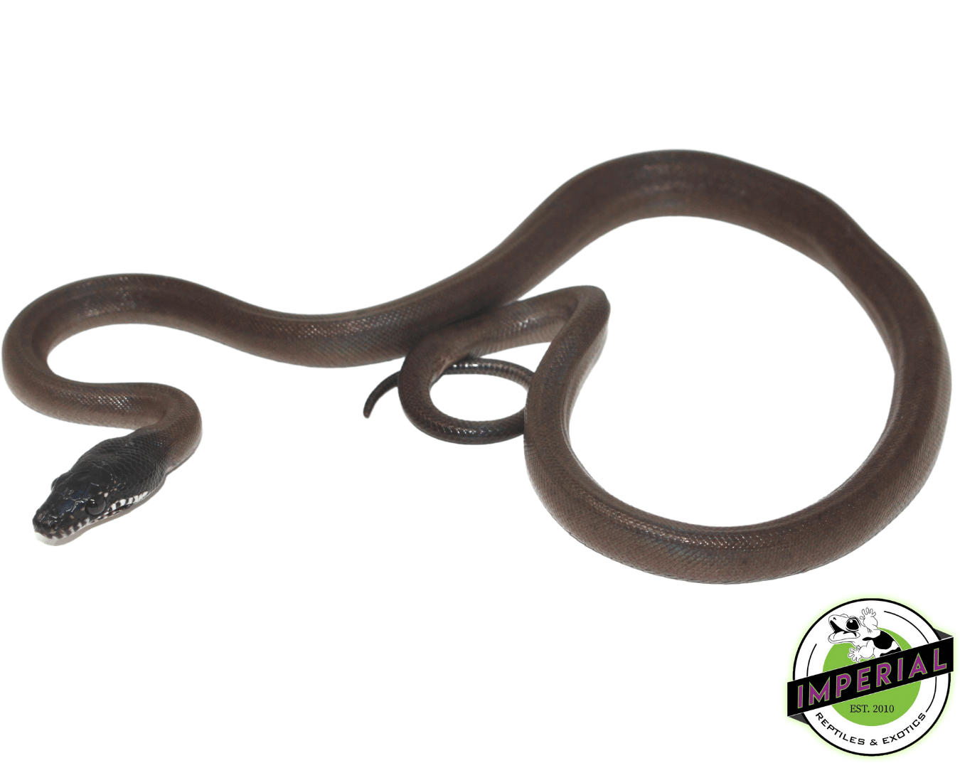 White Lipped Python Baby — image 2