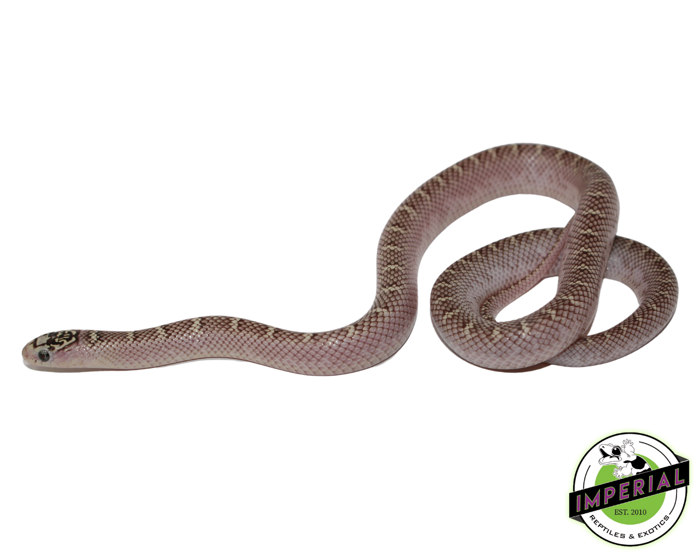 White Sided Anery Brooks Kingsnake — image 2