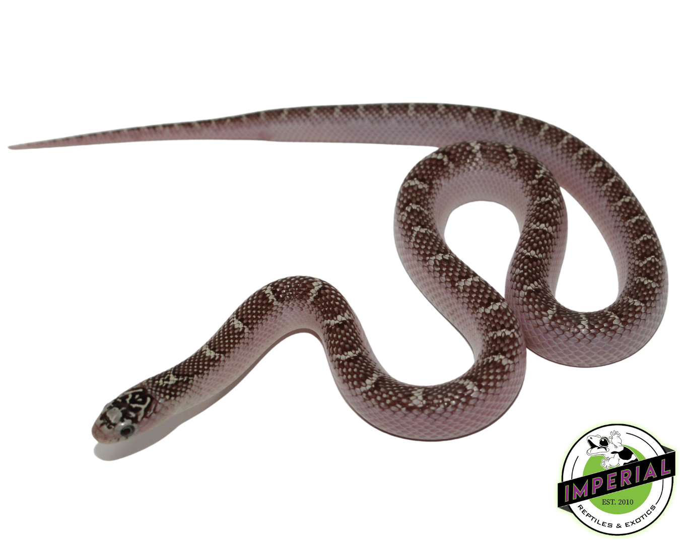 White Sided Anery Brooks Kingsnake — image 3