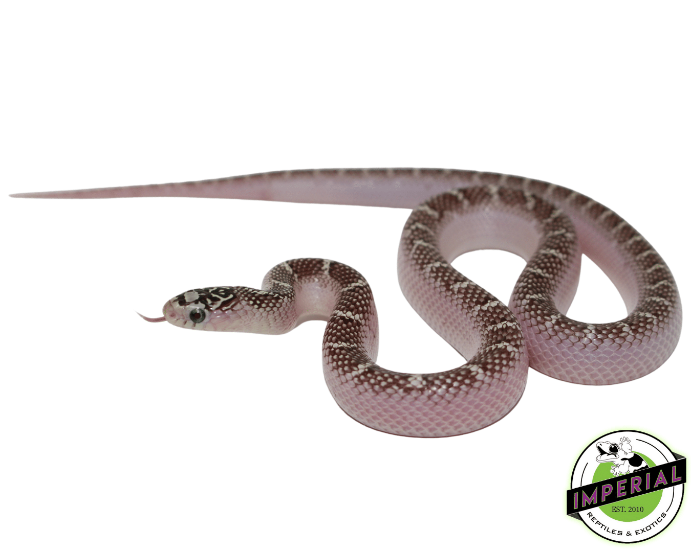 White Sided Anery Brooks Kingsnake