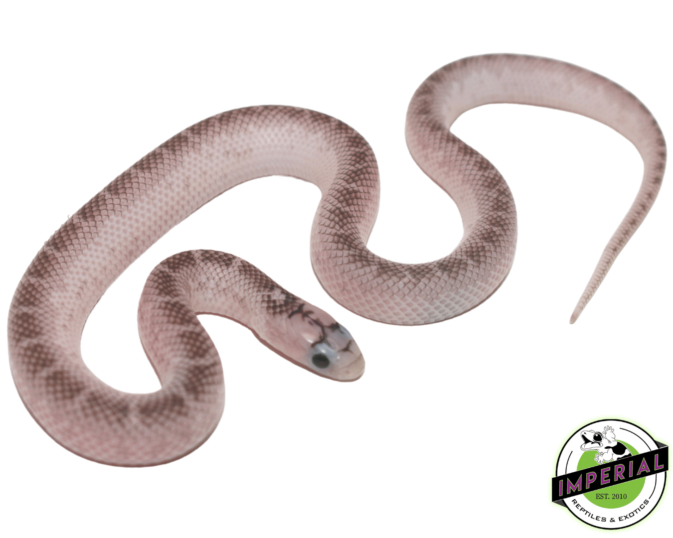 White Sided Axanthic 66% Het Hypo (Ghost) Brooks Kingsnake Baby
