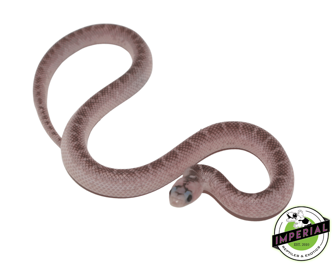 White Sided Axanthic 66% Het Hypo (Ghost) Brooks Kingsnake Baby — image 2