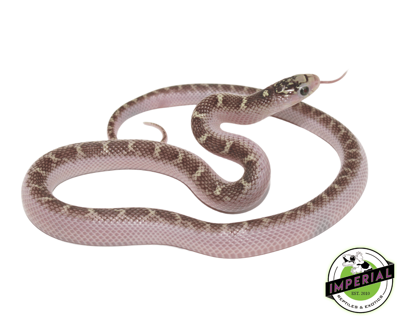 White Sided Brooks Kingsnake Baby
