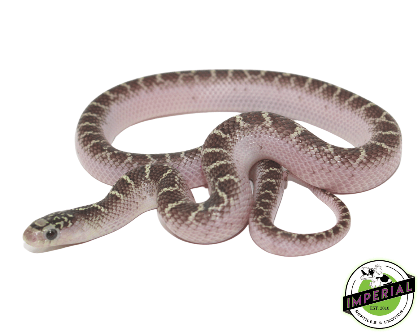 White Sided Brooks Kingsnake Baby — image 2