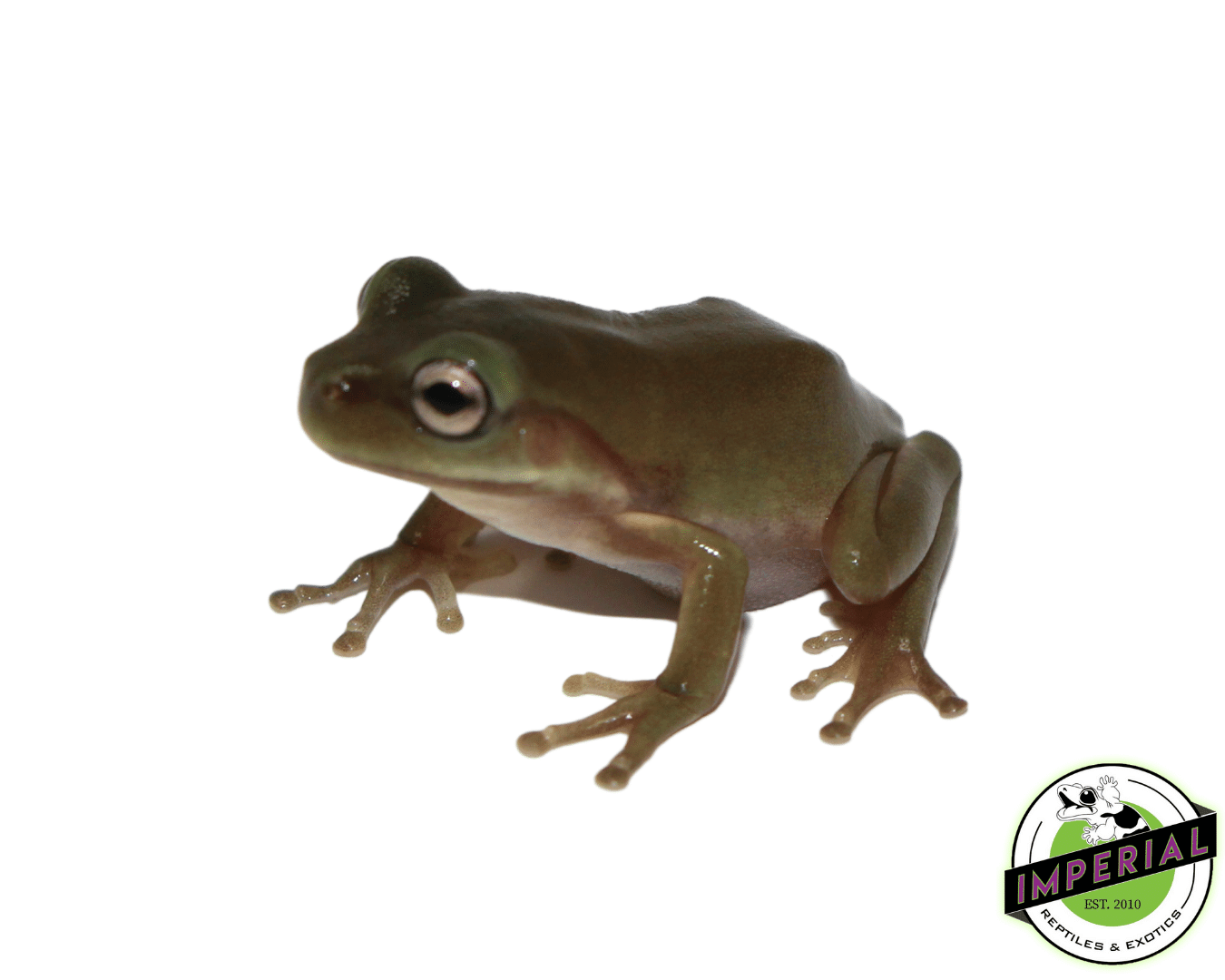White's Tree Frog Baby