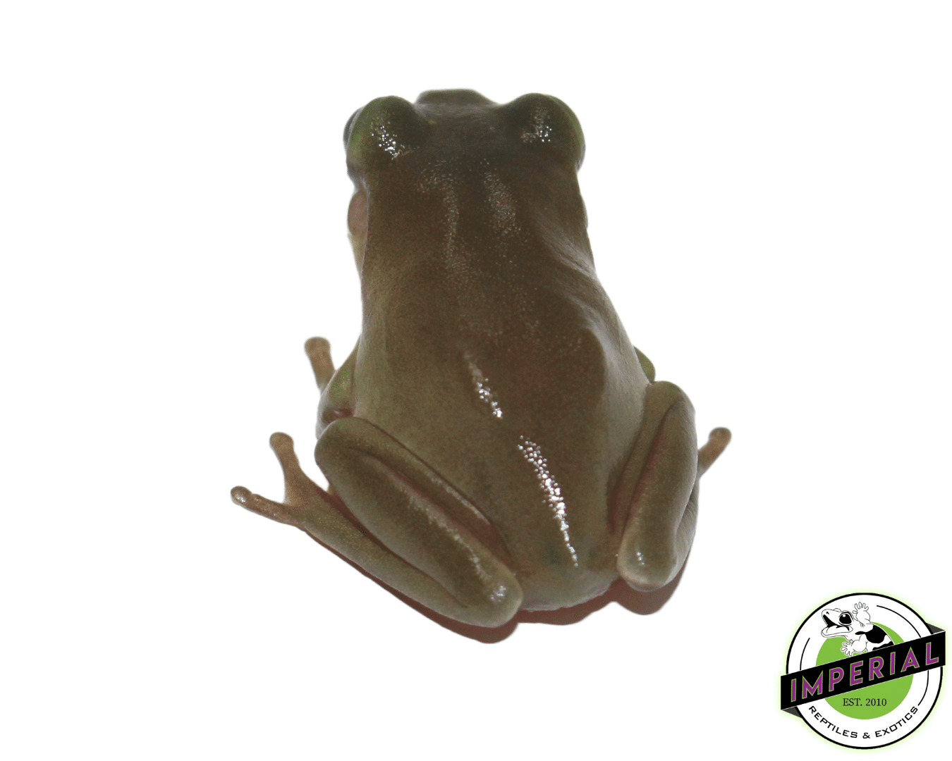 White's Tree Frog Baby — image 2