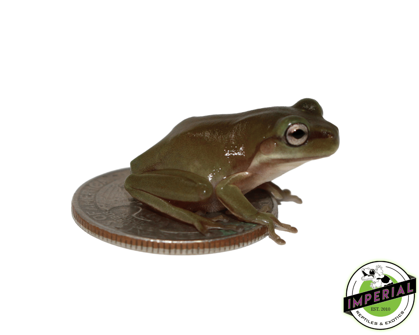 White's Tree Frog Baby — image 3