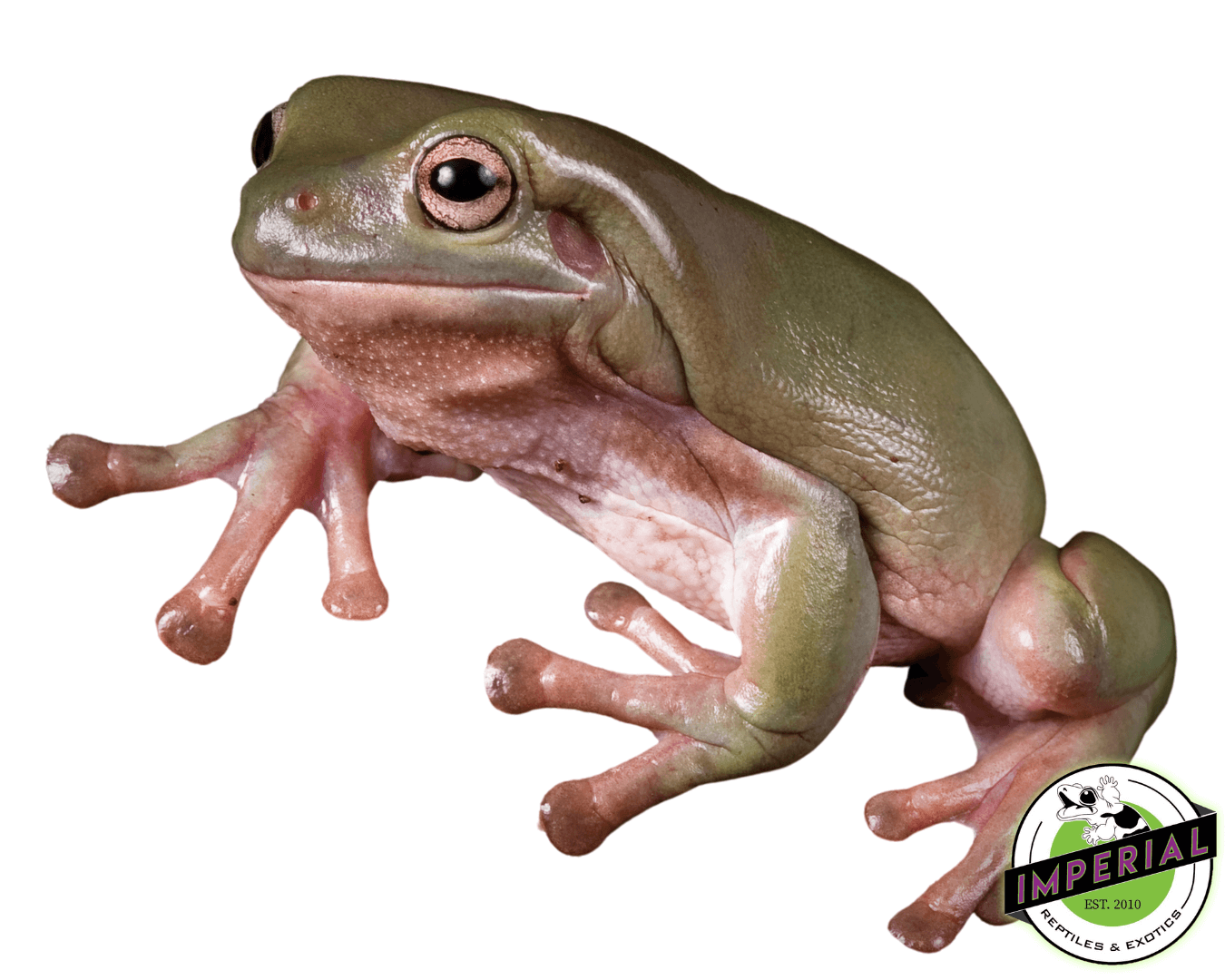 White's Tree Frog