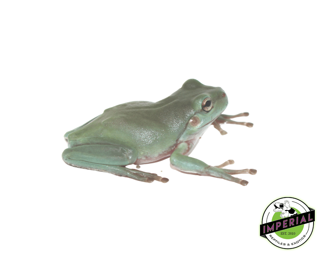 White's Tree Frog — image 2