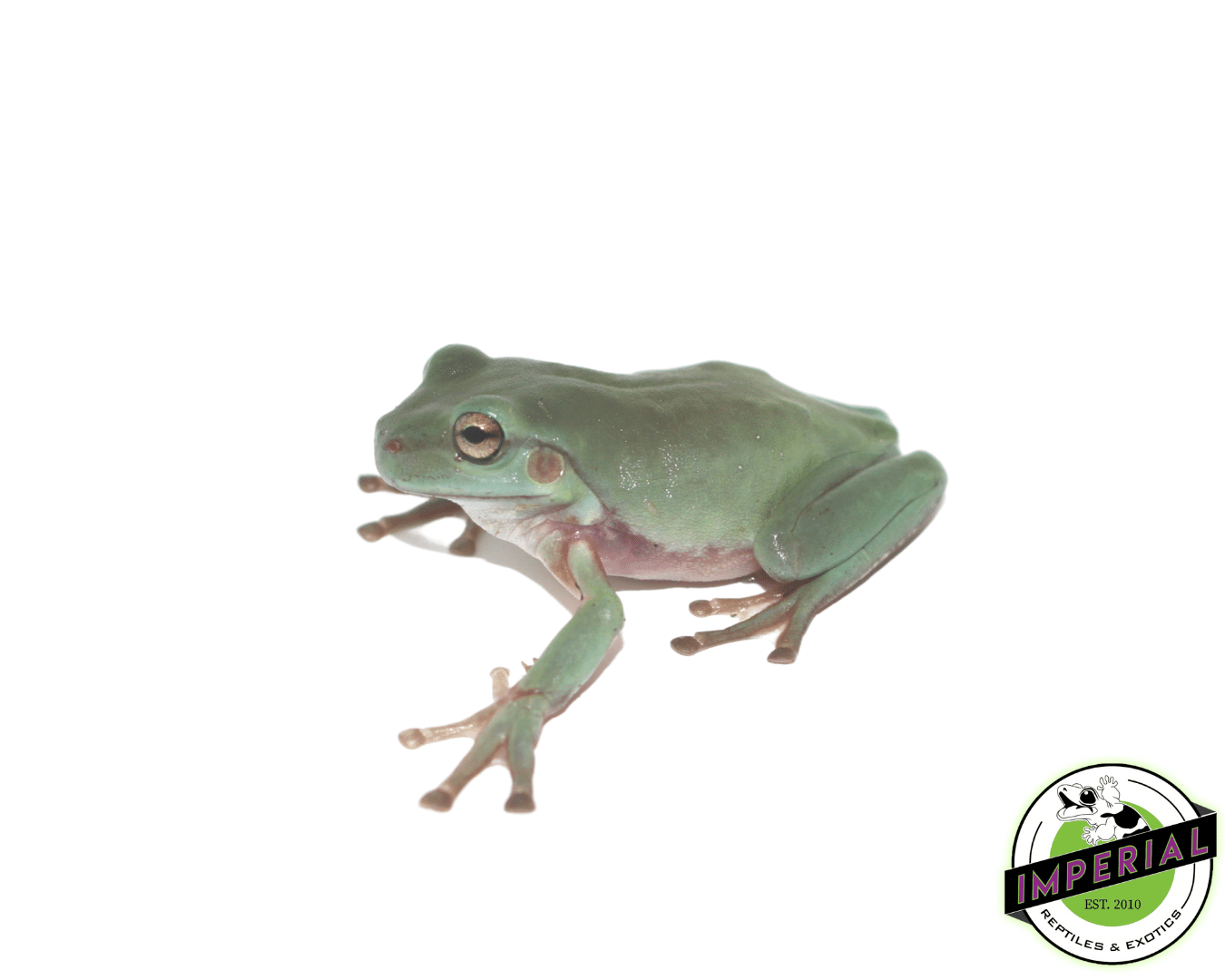 White's Tree Frog — image 3