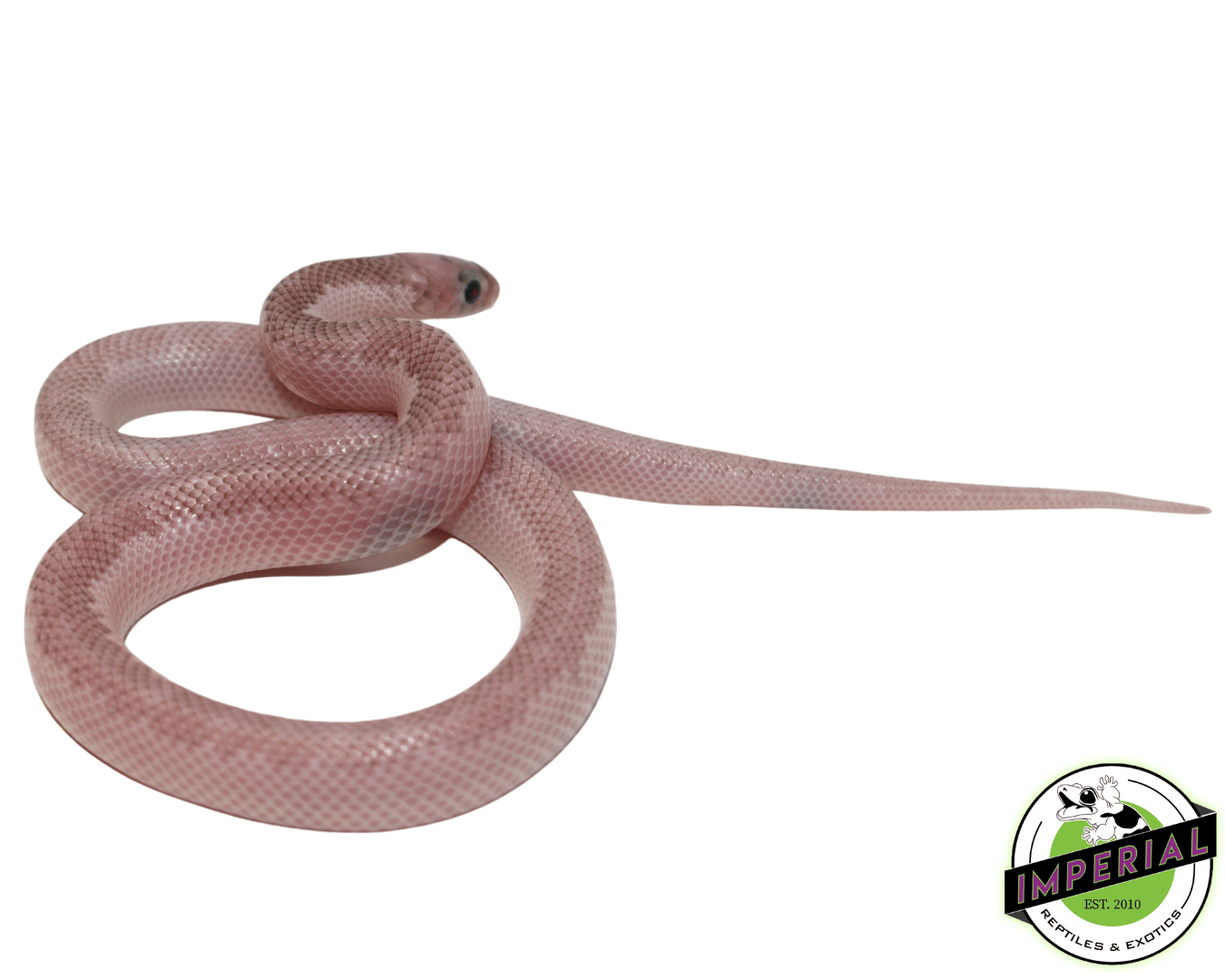 Whitesided Ghost Brooks Kingsnake — image 2