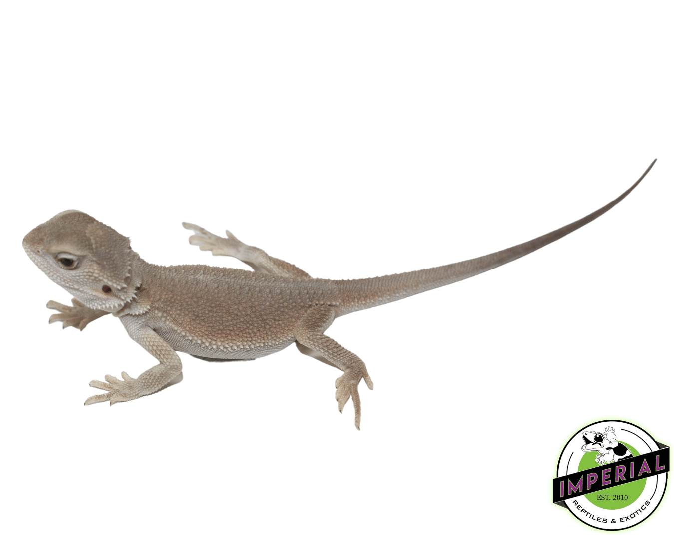 Witblits Bearded Dragon Baby — image 2