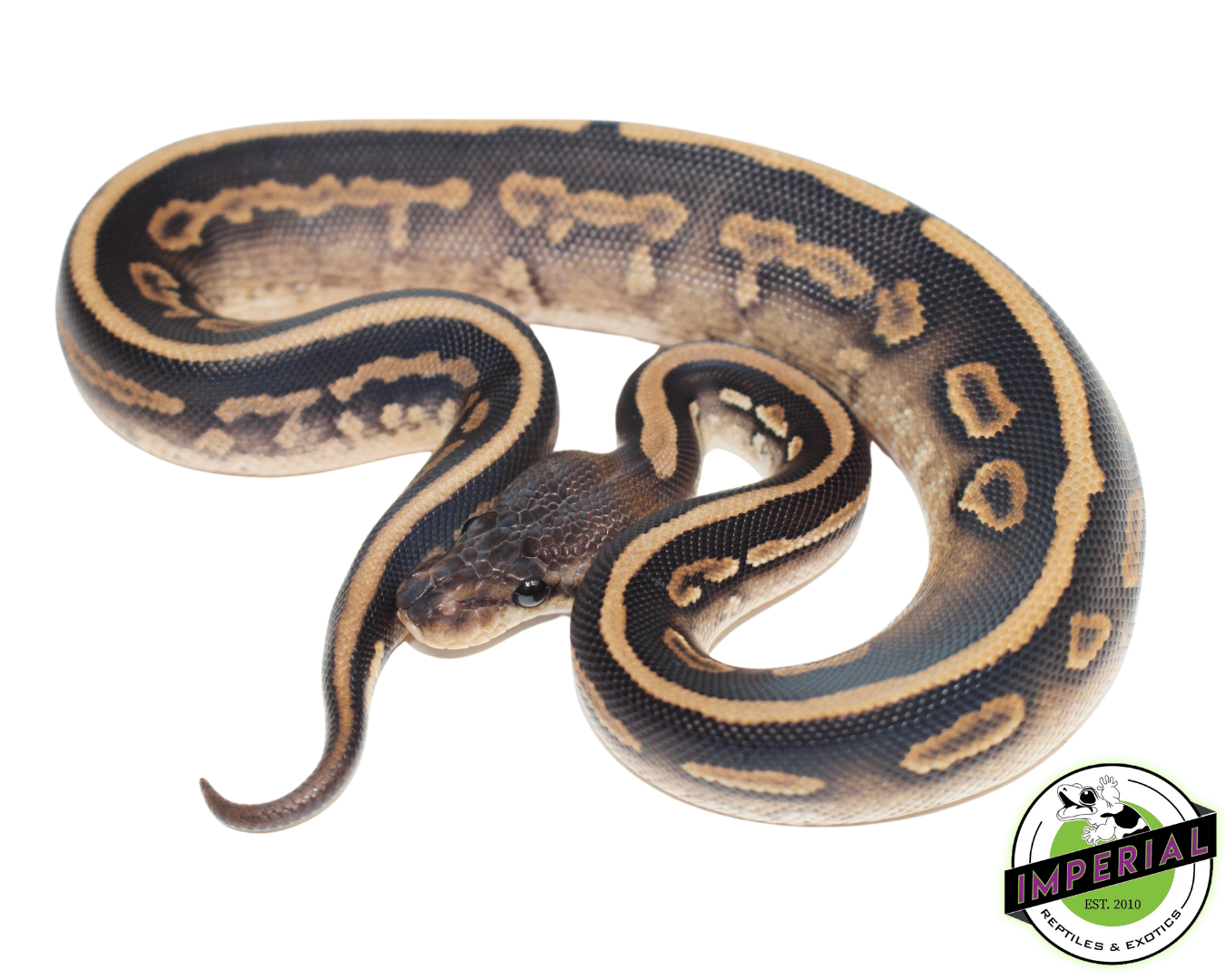Wookie Cinnamon Yellowbelly Ball Python — image 2