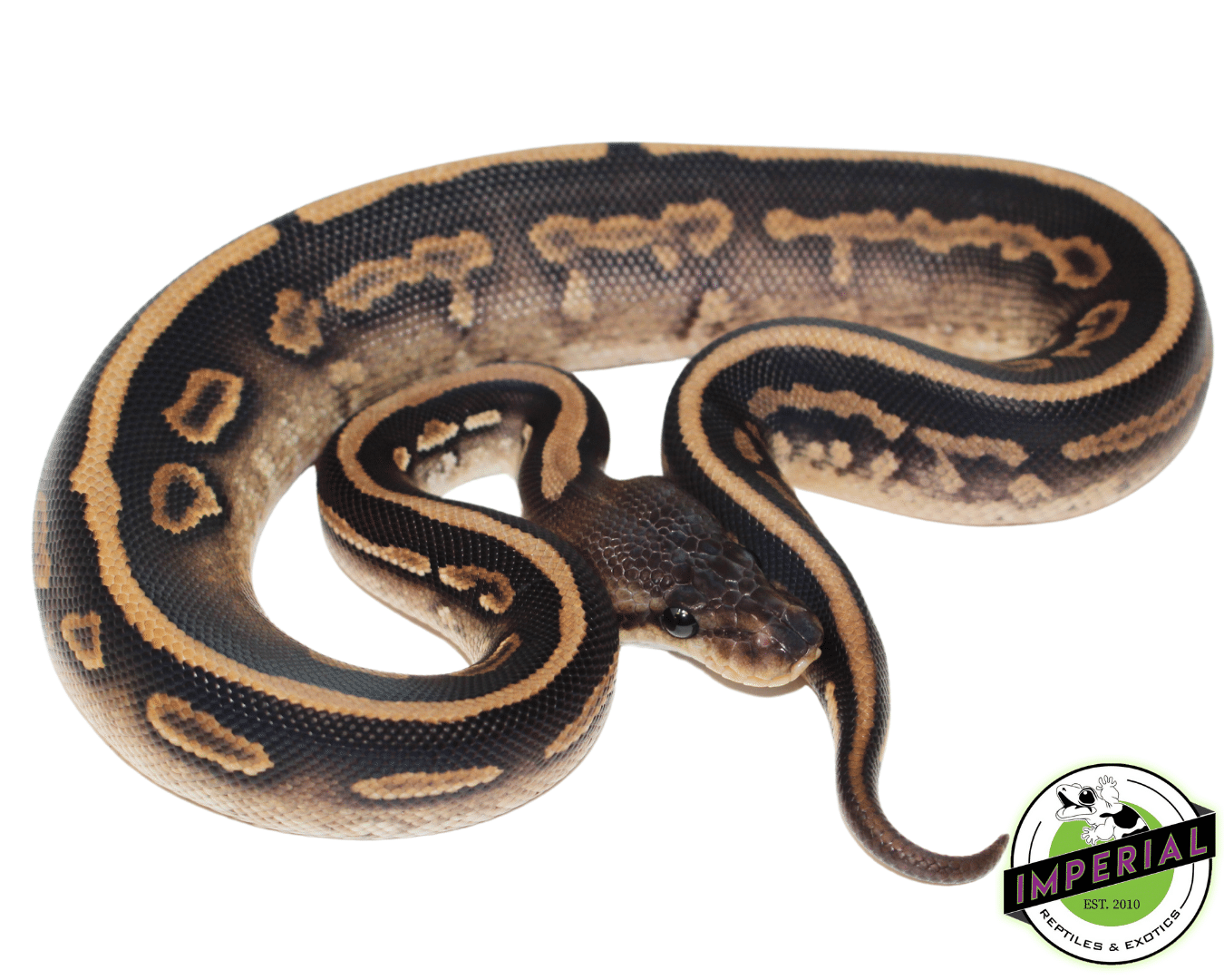 Wookie Cinnamon Yellowbelly Ball Python