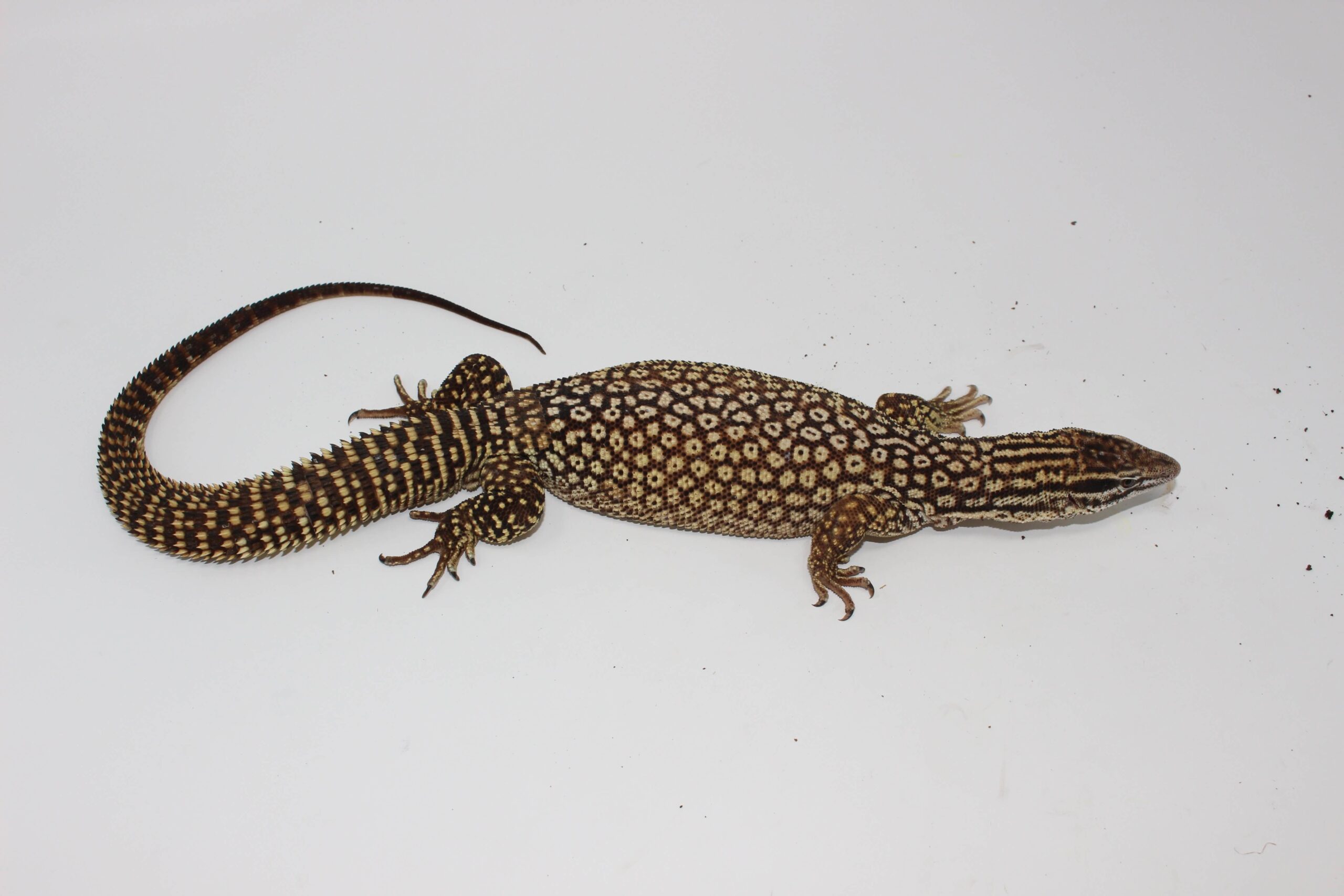 Yellow Ackie Monitor Adults — image 2