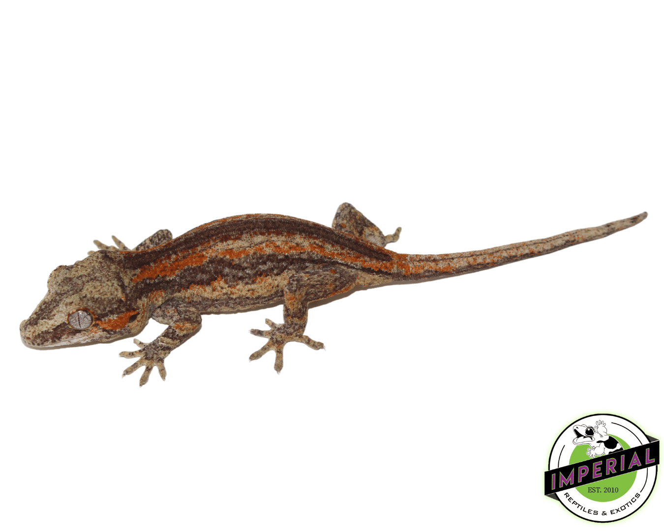 Yellow Base Orange Stripe Gargoyle Gecko Baby